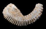 Cretaceous Fossil Oyster (Rastellum) - Madagascar #30344-1